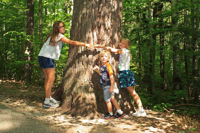 tree huggers at hartwick pines state park